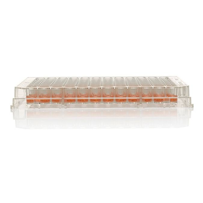 Thermo Scientific 96 Well Plate, Non-Treated Surface, No lid, Non-sterile, Pack of 5 - 96 wells - 269620