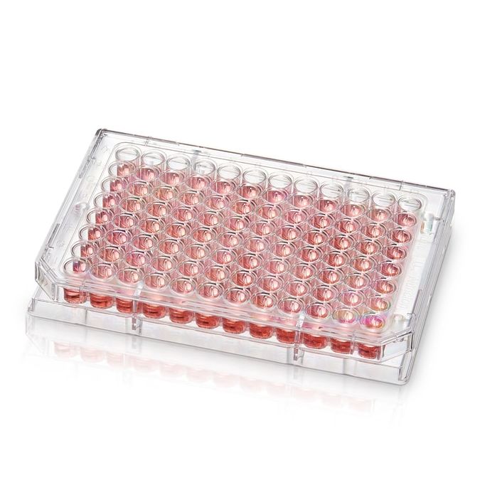 Thermo Scientific 96 Well Conical (V) Bottom Plate, Non-Treated Surface, Pack of 1 - 96 wells - 277143