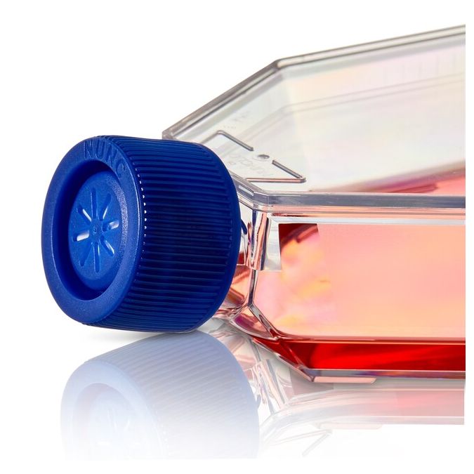 Thermo Scientific Nunc Non-treated Flasks - 169900 - 25 cm2 - Filter