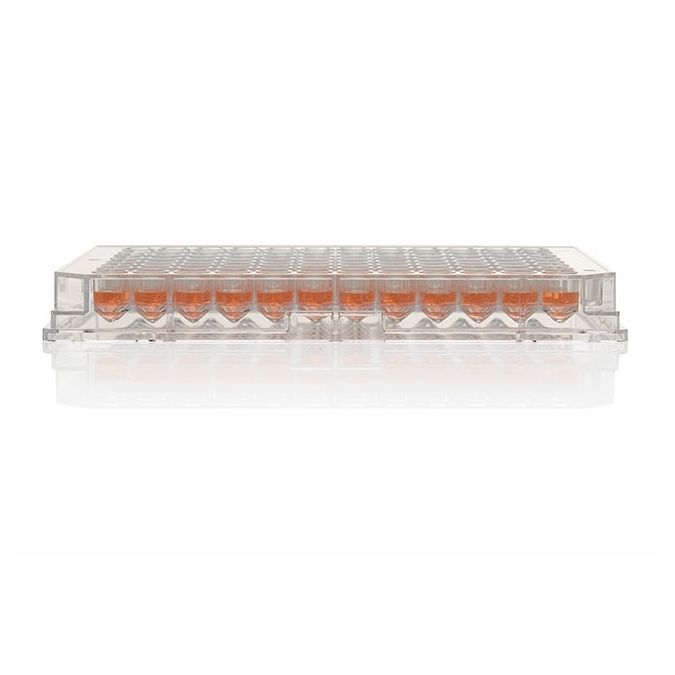 Thermo Scientific Nunc 96-Well Polystyrene Conical Bottom MicroWell Plates - 96 wells - 249570