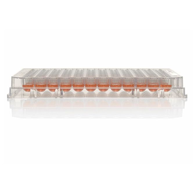 Thermo Scientific Nunc MicroWell 96-Well Microplates - 96 wells - 260860