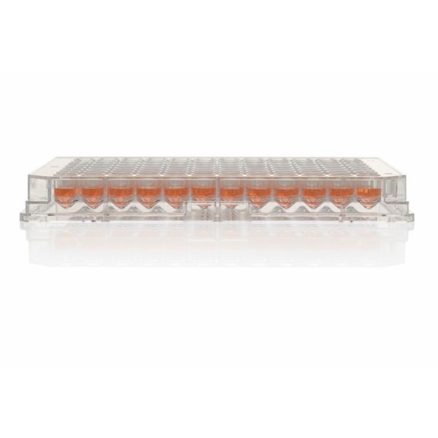 Nunc™ 96-Well Polystyrene Conical Bottom MicroWell™ Plates