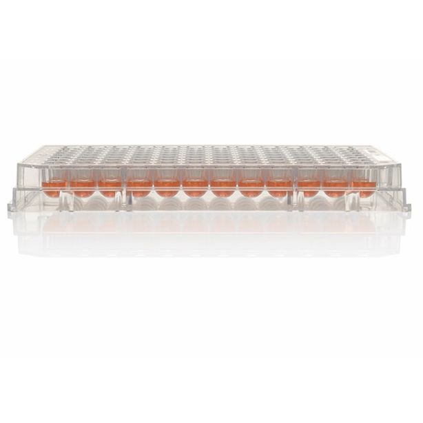 96 Well Round (U) Bottom Plate, TC Surface, Pack of 1